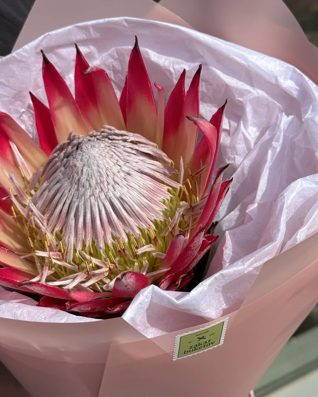 Букет "Protea", изображение 3